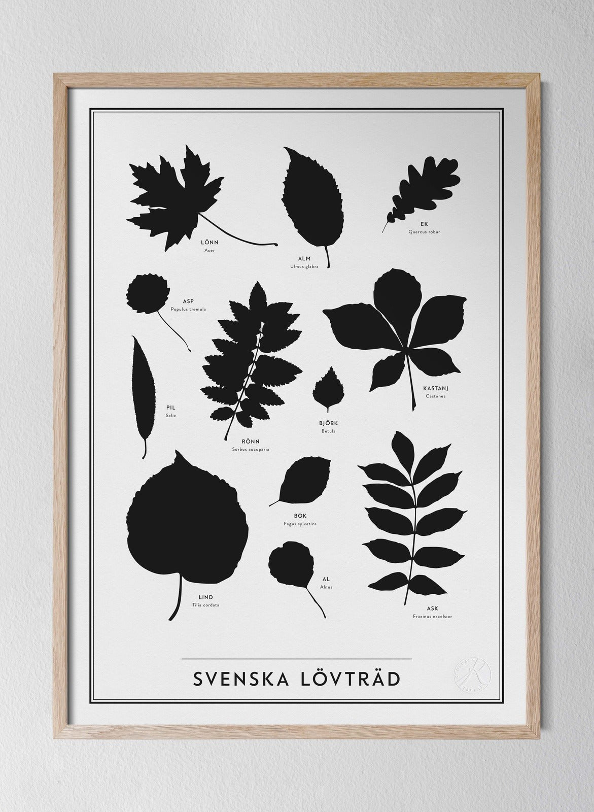Svenska lövträd - Latin