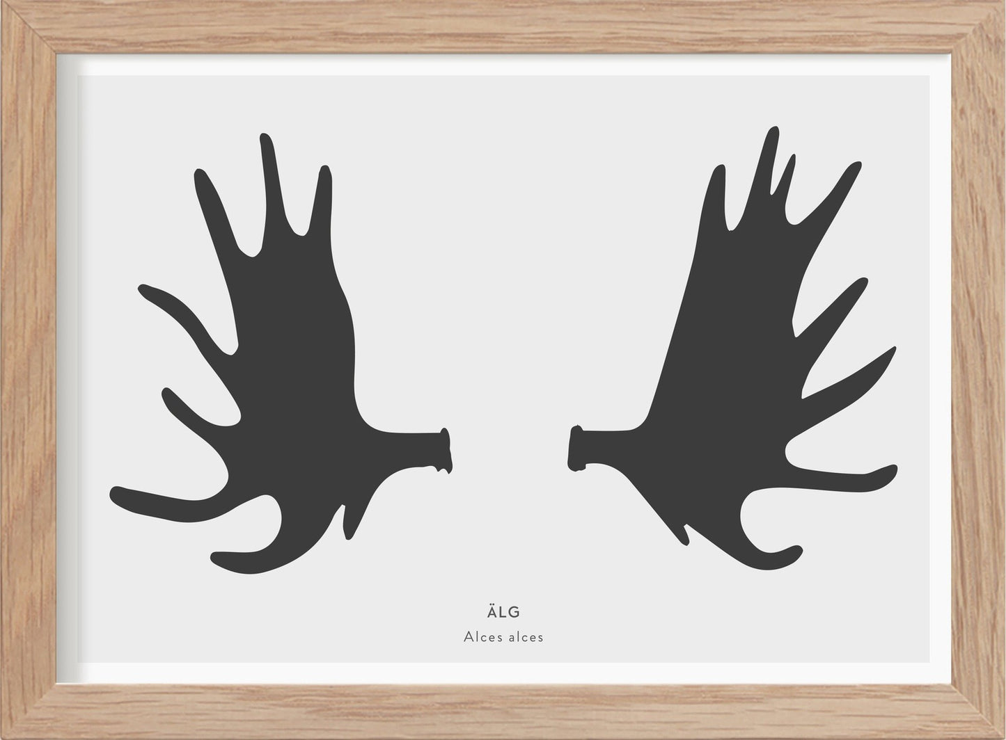 Älghorn - Mini print A5 - Kunskapstavlan