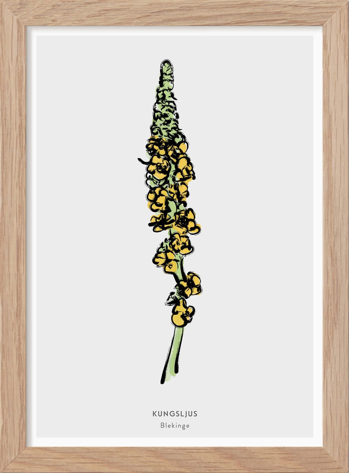 Blekinge landskapsblomma - Kungsljus - Mini print A5 - Kunskapstavlan