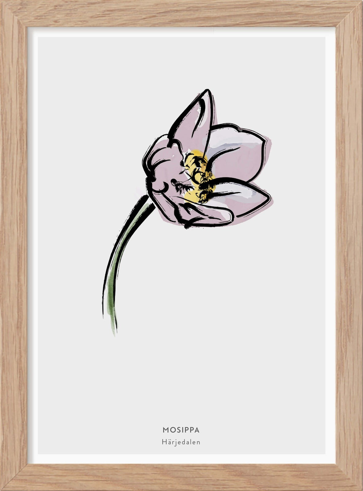 Härjedalens landskapsblomma - Mosippa - Mini print A5 - Kunskapstavlan