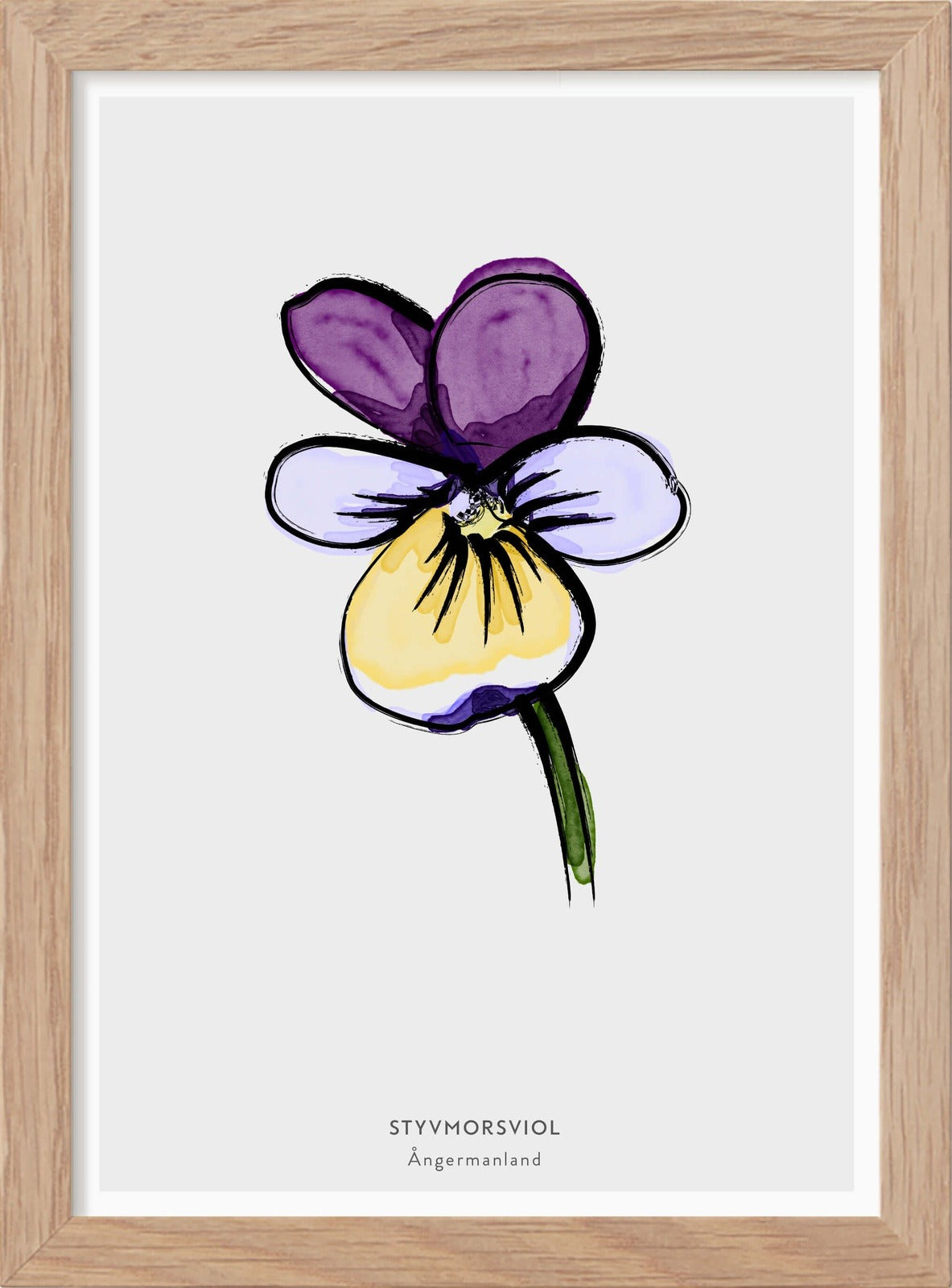Ångermanlands landskapsblomma - Styvmorsviol - Mini print A5 - Kunskapstavlan