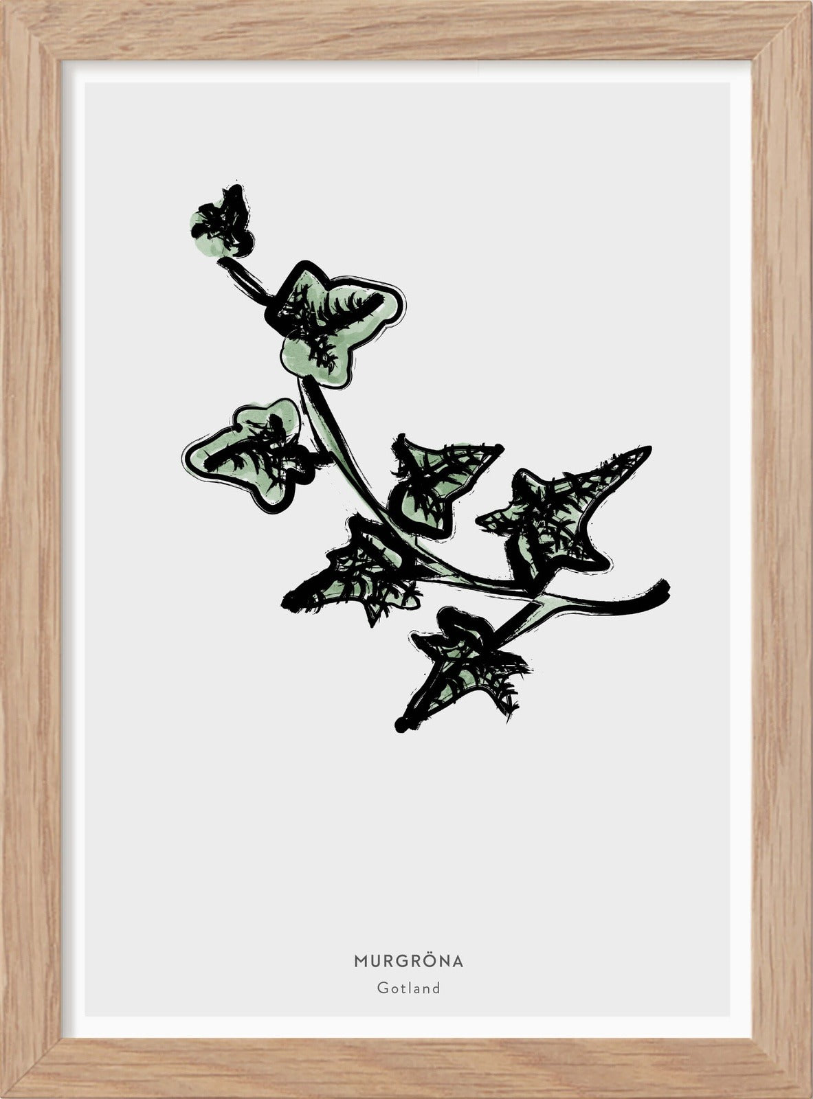 Gotlands landskapsblomma - Murgröna - Mini print A5 - Kunskapstavlan