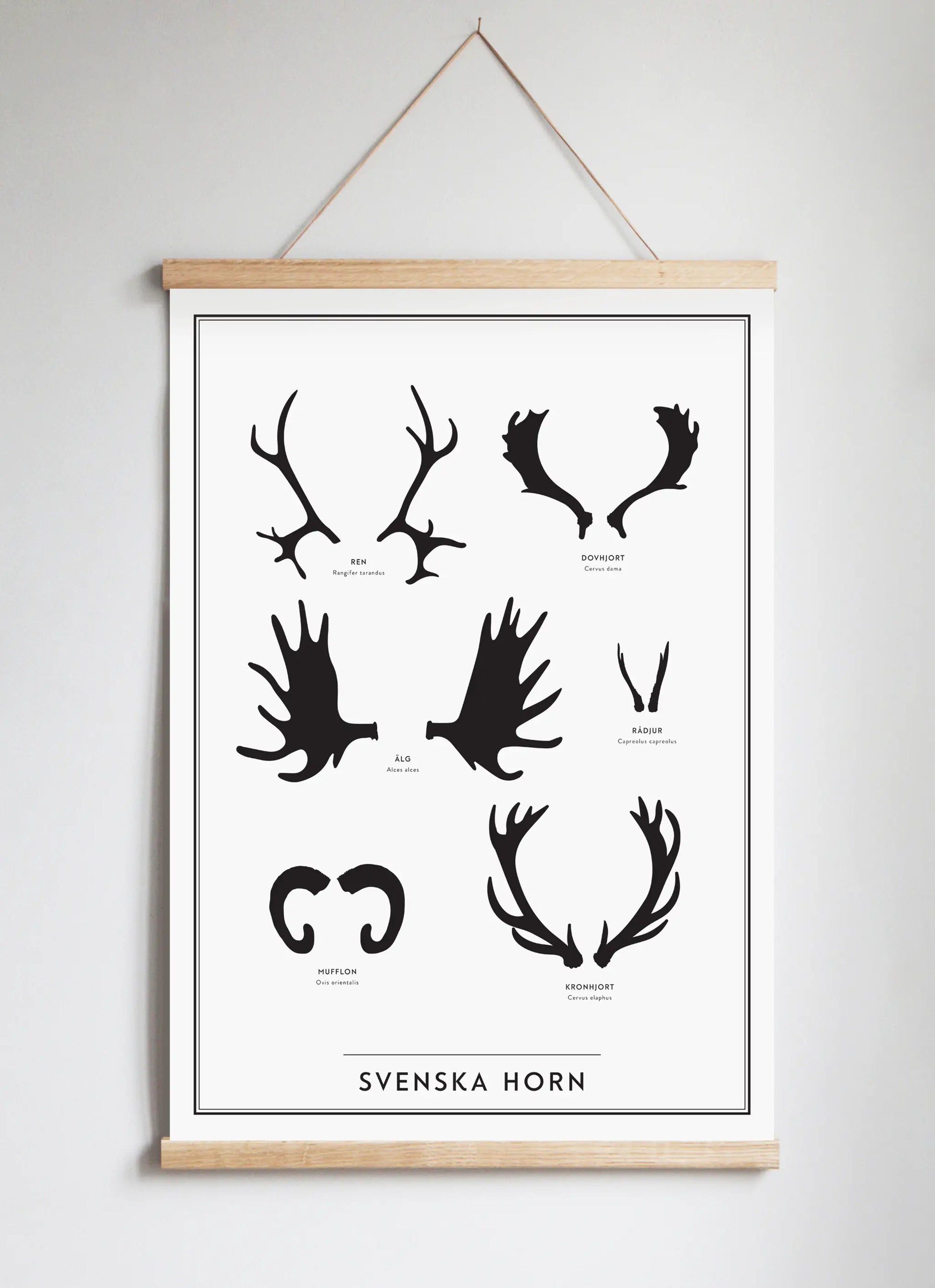 Posterhängare i ek