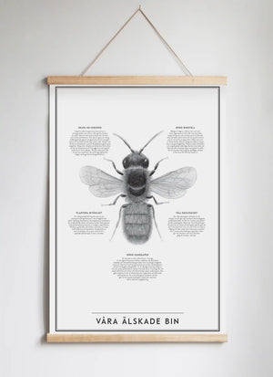Posterhängare i ek