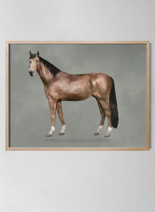 Hästens anatomi - Hästposter