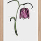 Upplands landskapsblomma - Kungsängslilja - Mini print A5 - Kunskapstavlan