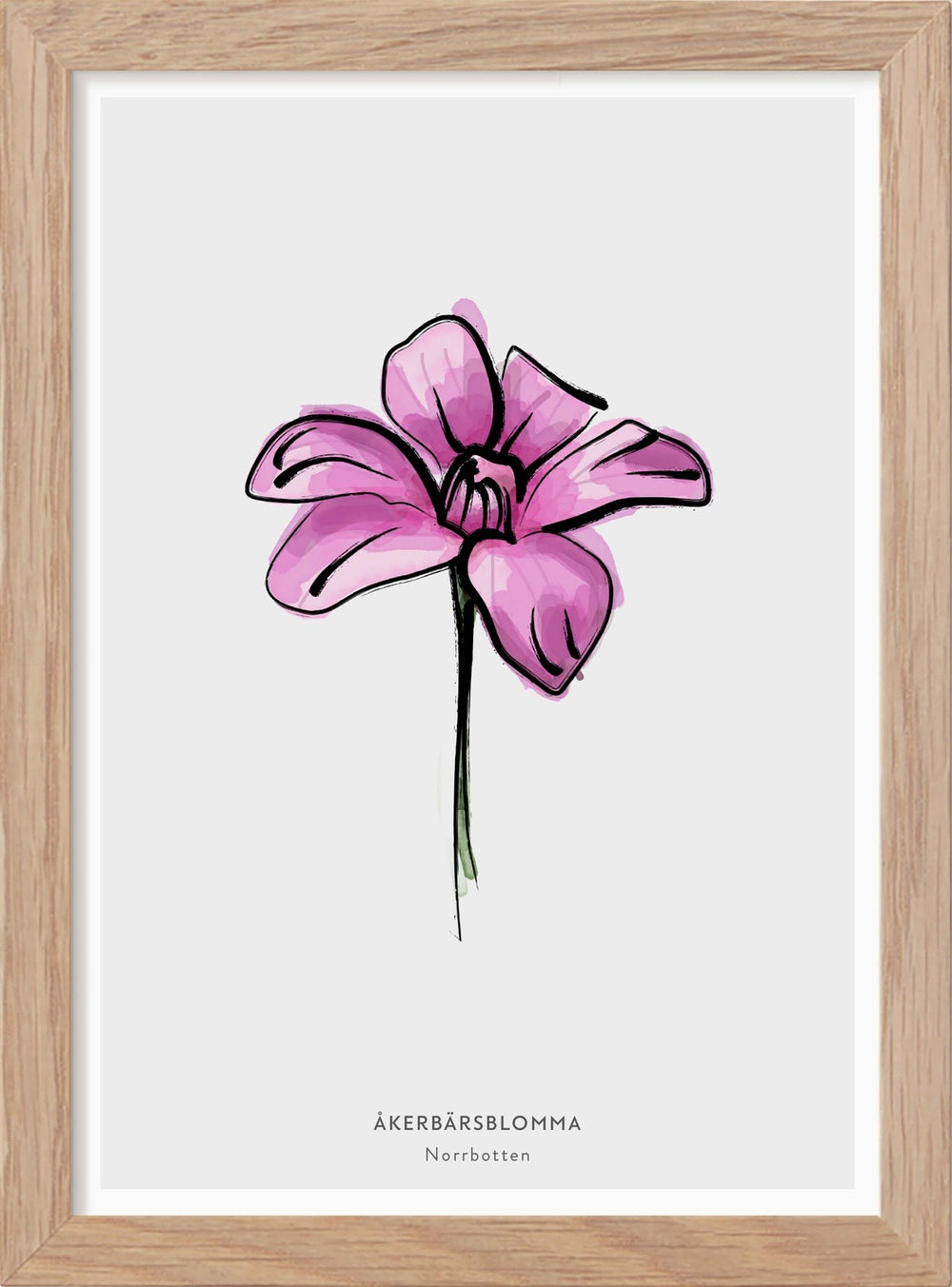 Norrbottens landskapsblomma - Åkerbärsblomma - Mini print A5 - Kunskapstavlan
