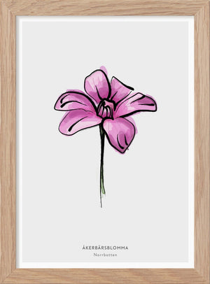 Norrbottens landskapsblomma - Åkerbärsblomma - Mini print A5 - Kunskapstavlan