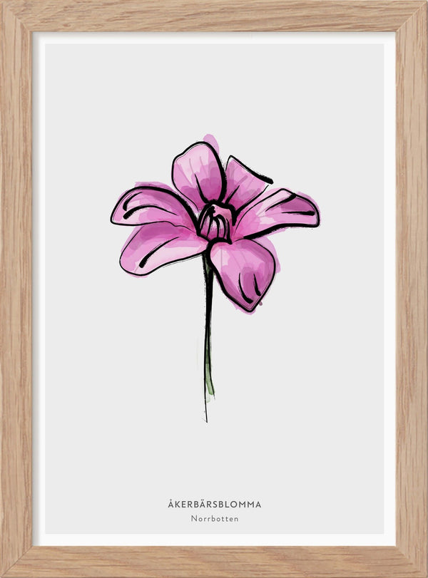 Norrbottens landskapsblomma - Åkerbärsblomma - Mini print A5 - Kunskapstavlan