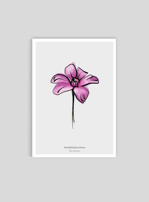 Norrbottens landskapsblomma - Åkerbärsblomma - Mini print A5 - Kunskapstavlan