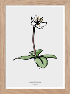 Värmlands landskapsblomma - Skogsstjärna - Mini print A5 - Kunskapstavlan