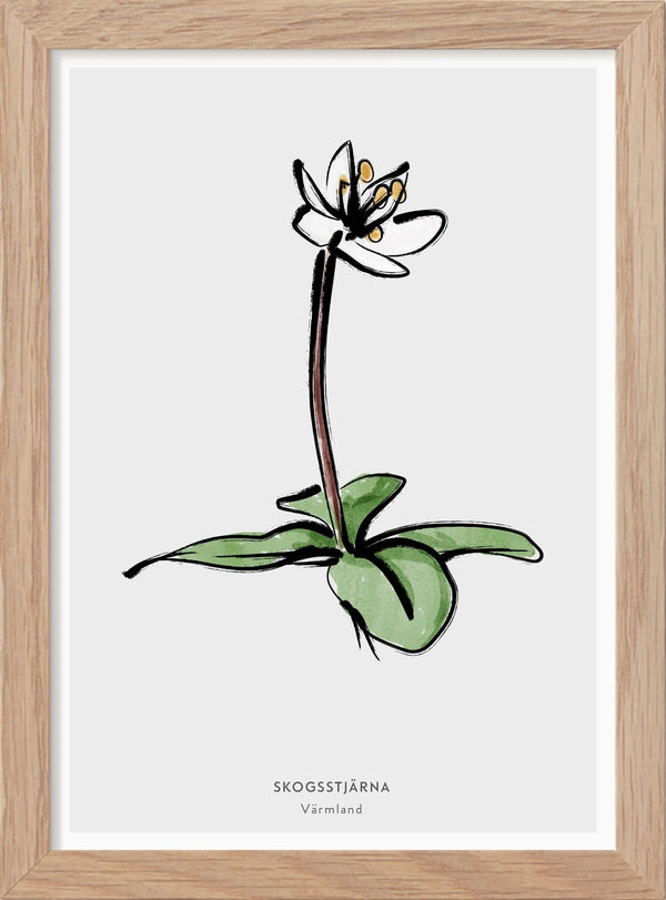 Värmlands landskapsblomma - Skogsstjärna - Mini print A5 - Kunskapstavlan