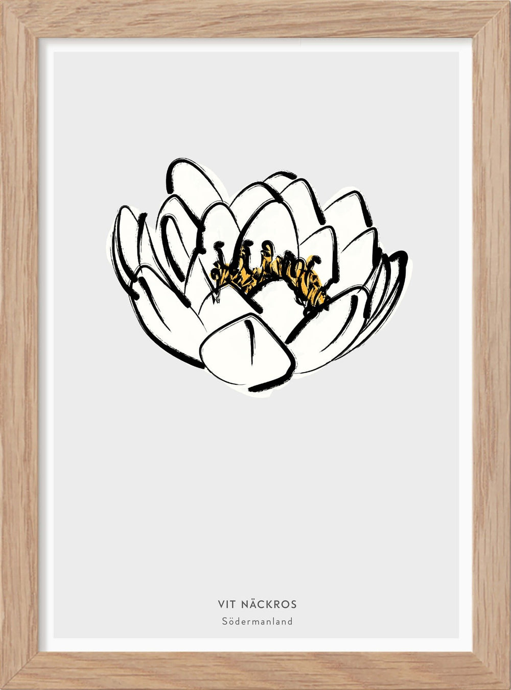Södermanlands landskapsblomma - Vit näckros - Mini print A5 - Kunskapstavlan