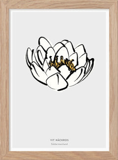 Södermanlands landskapsblomma - Vit näckros - Mini print A5 - Kunskapstavlan