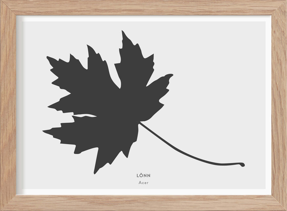 Lönnlöv - Mini print A5 - Kunskapstavlan