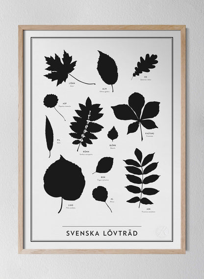 Svenska lövträd - Latin