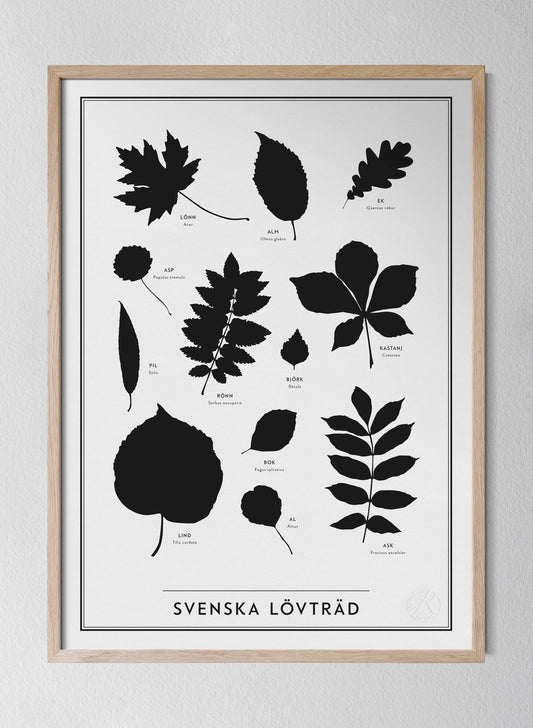 Svenska lövträd - Latin