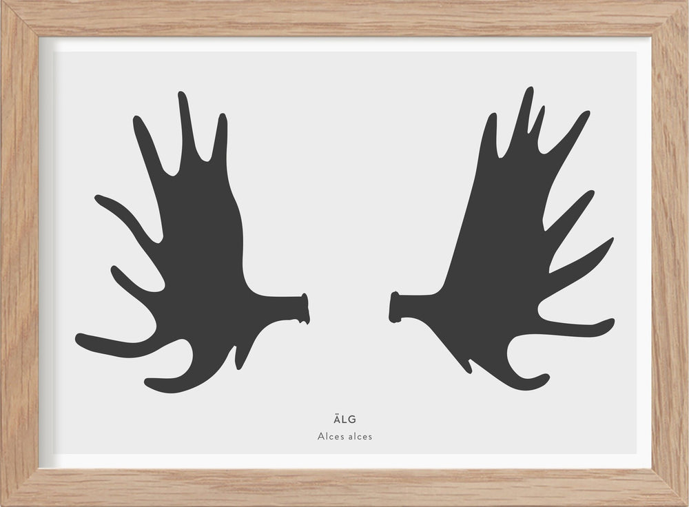 Älghorn - Mini print A5 - Kunskapstavlan