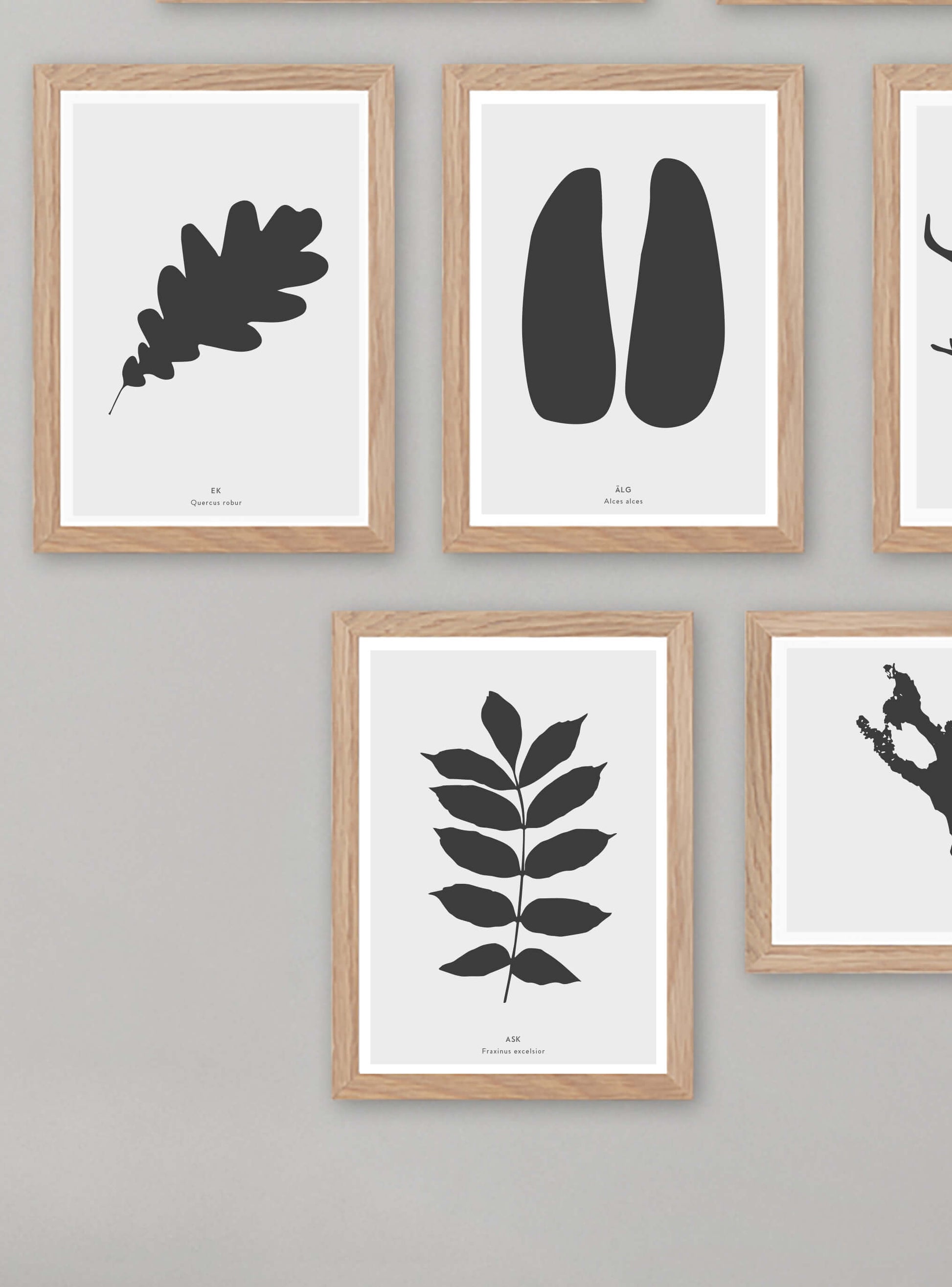 Älgspår - Mini print A5 - Kunskapstavlan
