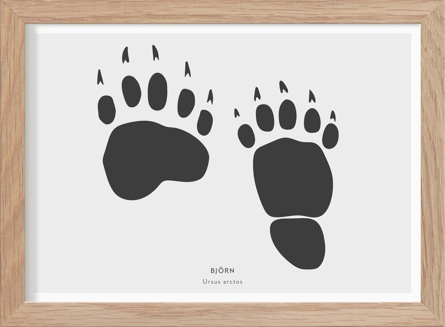 Björnspår - Mini print A5 - Kunskapstavlan