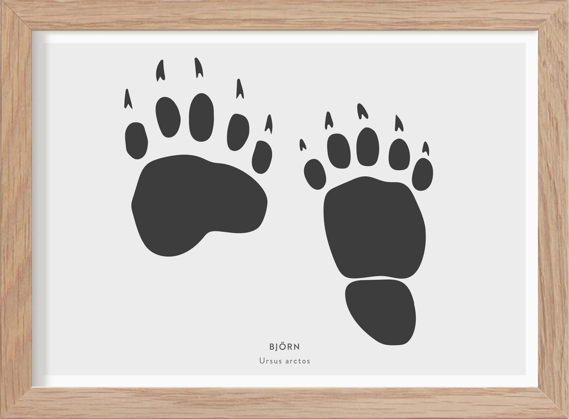 Björnspår - Mini print A5 - Kunskapstavlan
