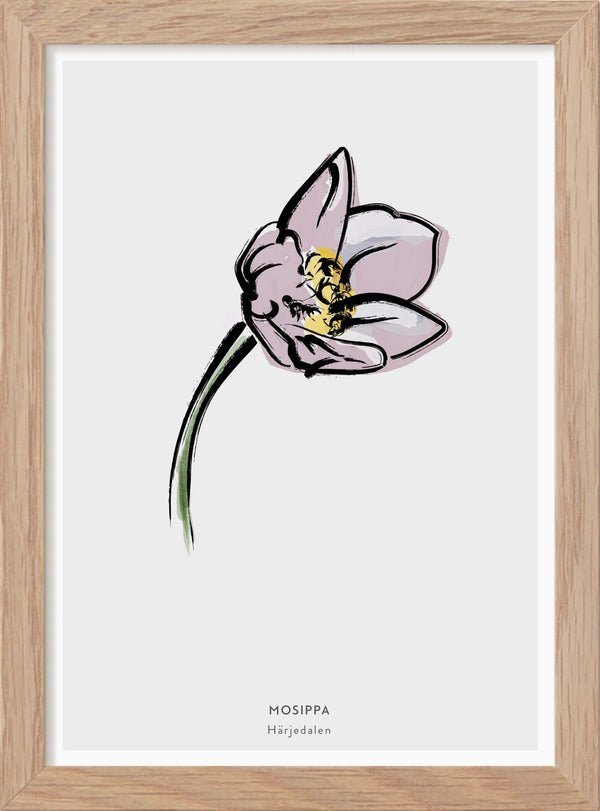Härjedalens landskapsblomma - Mosippa - Mini print A5 - Kunskapstavlan