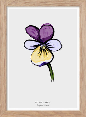 Ångermanlands landskapsblomma - Styvmorsviol - Mini print A5 - Kunskapstavlan